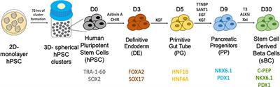 Lessons from Human Islet Transplantation Inform Stem Cell-Based Approaches in the Treatment of Diabetes